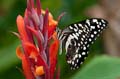 103 Afrikanischer Schwalbenschwanz - Papilio demedocus